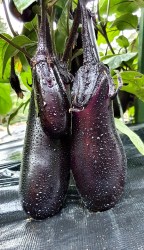 eggplant torpedo4